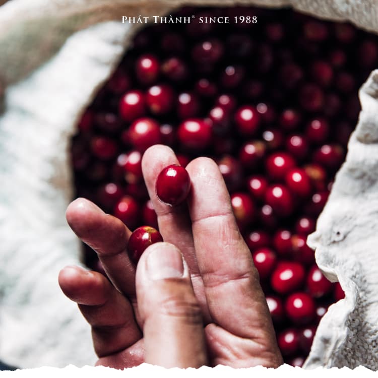 Ripe coffee berries